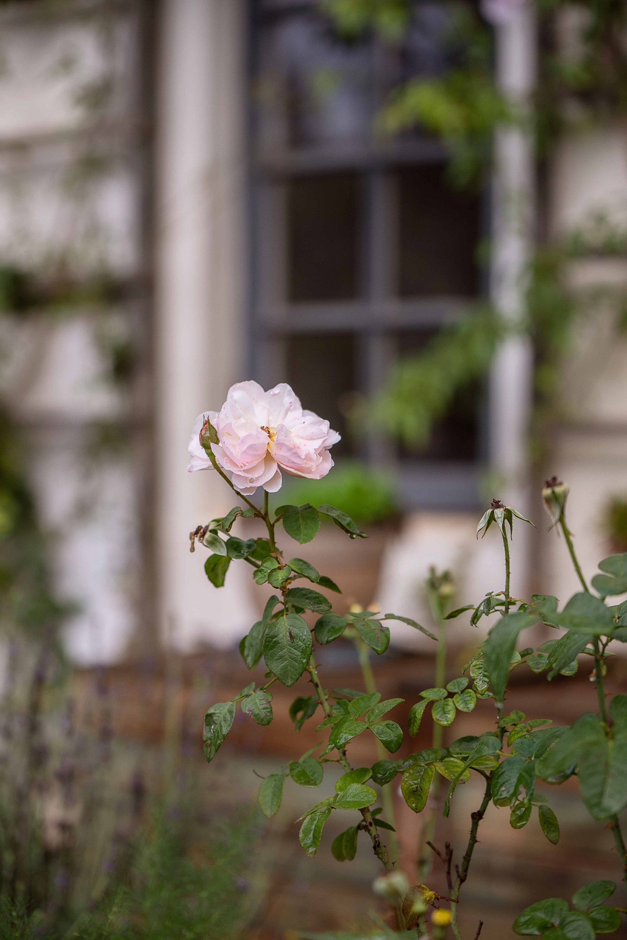 A blush garden rose framed by the cottage window